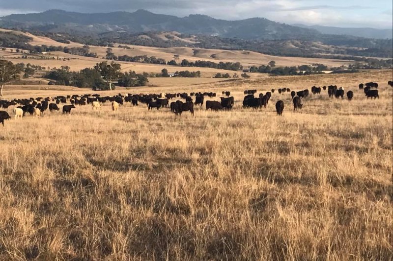 Sydney investor Jacky Cheung adds prized Scone farm to $265m portfolio