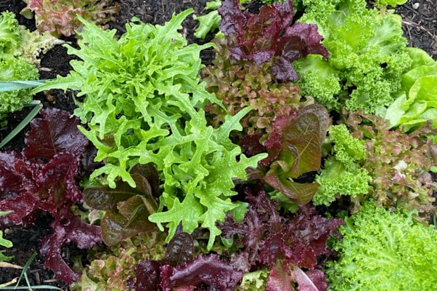 Loose-leaf salad grown in home garden.