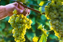 The genetic makeup of some grapes, such as those used in pinot noir and cabernet sauvignon, have changed little over the centuries. 