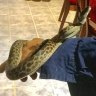 Snake bites Queensland woman while she sleeps