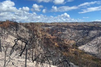 Scorched land on Fraser Island in late November.