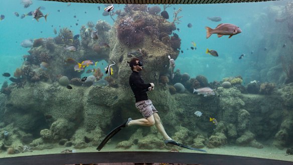 Daydream Island marine biologist Johnny Gaskell seen swimming with the sea life from the underwater observatory.