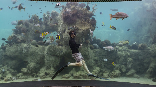 Daydream Island marine biologist Johnny Gaskell seen swimming with the sea life from the underwater observatory.