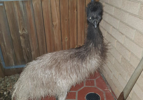 The emu was running around the streets of Eight Mile Plains. 