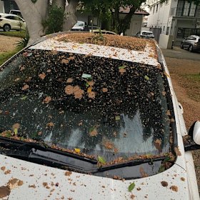 Fruit bats are leaving a mess across gardens, footpaths and parked cars in Sydney’s eastern suburbs.