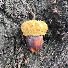 An acorn from a canyon live oak, an evergreen native to western North America. 
