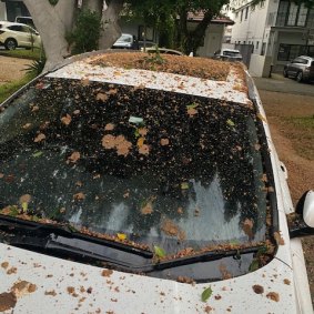 Fruit bats are leaving a mess across gardens, footpaths and parked cars in Sydney’s eastern suburbs.