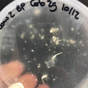 Early stage germination: orchid seedlings growing on a petri dish with their fungal partner. 