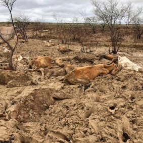 Cattle killed by flooding on Eddington station, 20 kilometres west of Julia Creek, Queensland.