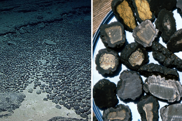 Polymetallic nodules cover vast tracts of the sea floor and contain metals critical for electric vehicles – and they may also be producing oxygen.