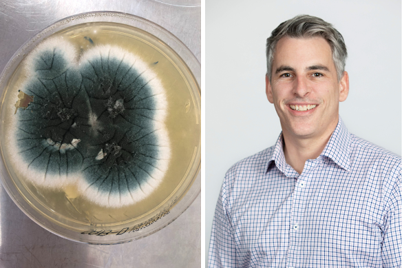 The art and the artist; Aspergillus grown from samples gathered in Vietnam and Associate Professor Justin Beardsley, an expert in infectious diseases and fungi.