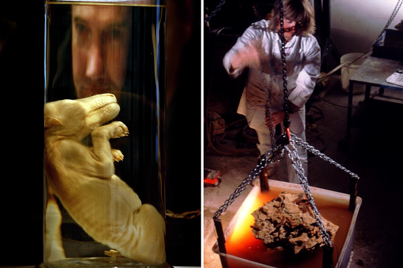 Left: Professor Mike Archer with the preserved pup that inspired his de-extinction program in 2000. Right: Dr Anna Gillespie recovering a thylacine fossil from a boulder using acetic acid.