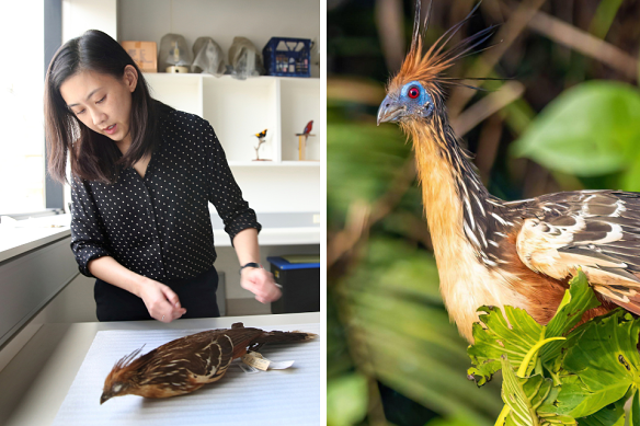Dr Jacqueline Nguyen with a hoatzin specimen at the Australian Museum. The bird remains an evolutionary enigma. Right: A live hoatzin in South American rainforest.