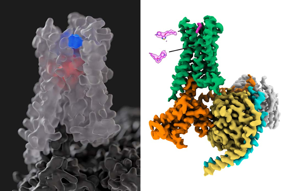 Images of the key M4 receptor produced out of research conducted by Professor Arthur Christopoulos at Monash University. The image on the right shows xanomeline’s interaction with the receptor.