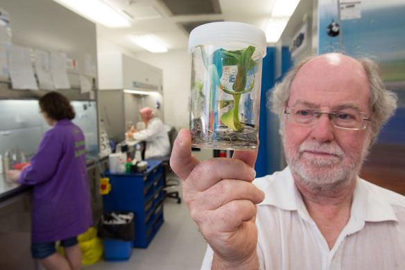 Professor Dale with a GM banana plant ahead of a field trial in 2017.