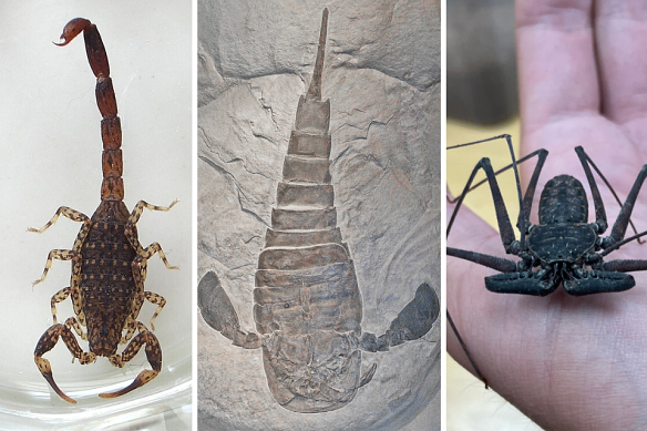 Eurypterids had a similar segmented body to modern-day scorpions (pictured left is a 2.5 centimetre marbled scorpion from NSW) and some had slender pincers comparable to those of a whip scorpion (right).