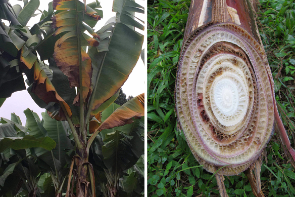 Panama disease causing wilt in banana plants (left) and brown discolouration in the pseudostem (right).