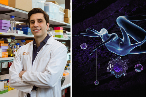 Associate Professor Mikaël Martino and an artistic representation of the “puppet master” sensory neurons controlling the immune system and tissue repair.