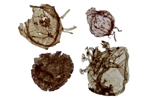 Microscope images of 1.7 billion-year-old eukaryotes in Northern Territory rocks.