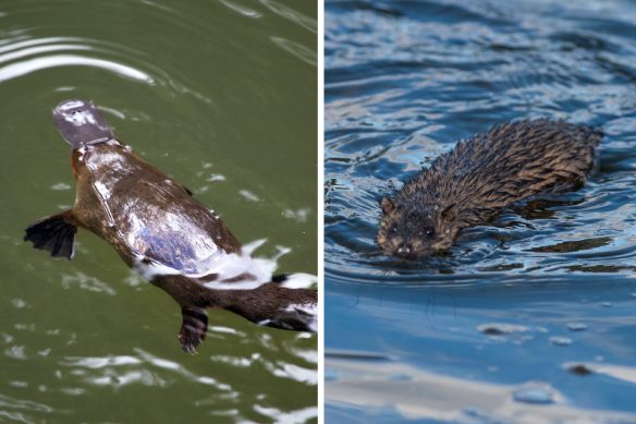  As the rakali specialised in things that crunch, the platypus may have evolved to eat soft and slippery food and lost its teeth.