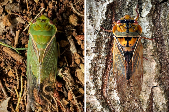 A classic greengrocer (left) compared with its “masked devil” colour morph (right) in the Blue Mountains.