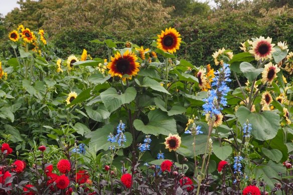 Sunflowers turn towards the sun to get what they need.