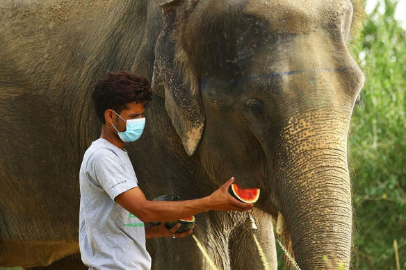 A volunteer at Wildlife SOS, India, wearing a mask feeds an elephant.