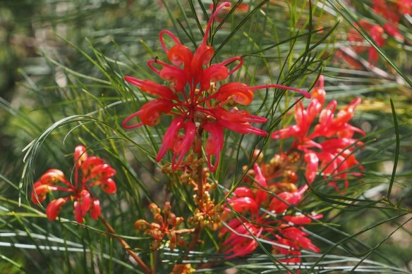 Grevillea Johnsonii “Orange”. 