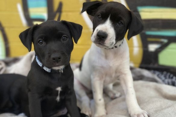 Two puppies from a litter surrendered to the Dogs’ Refuge Home.