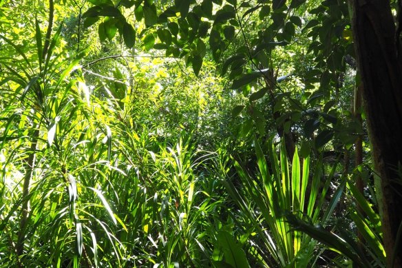 Dense rainforest foliage fills the Johnstons’ garden.