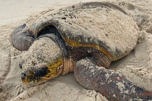 The loggerhead turtle.