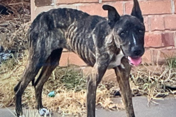 Cherry was found behind a barricade of tables and doors in the backyard of the woman’s Brookton home.