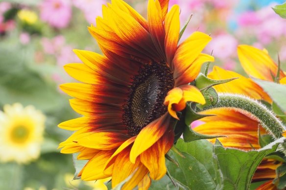 Sunflowers at Lambley Nursery in Ascot, Victoria.