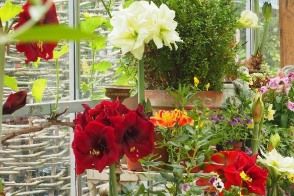 Hippeastrum flowers can brighten up any garden space.