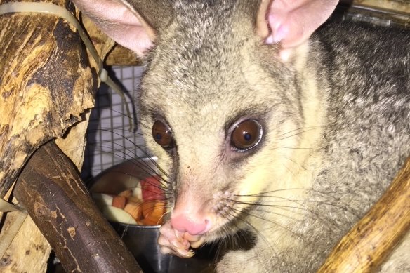 One of the possums taken from Judith Carter.