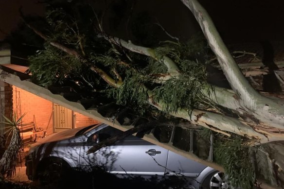 Emergency crews work on a tree downed by strong winds in Victoria.