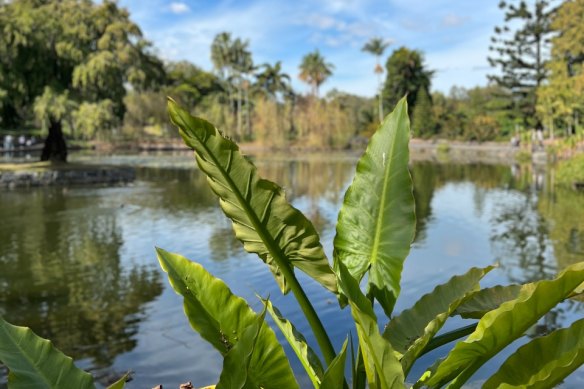 The Waterlily Lake at Brisbane Botantic Gardens Mount Coot-tha.