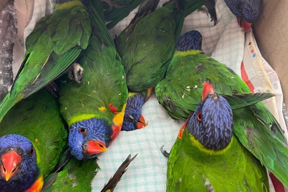 Thousands of rainbow lorikeets are turning up paralysed in northern NSW.