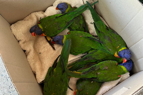 Eight lorikeets being treated in a box together. WIRES wildlife vet Dr Tania Bishop says they enjoy one another’s company.