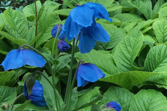 The Himalayan blue poppy thrives in cool, damp summers.