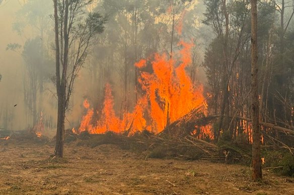 Flames from the Carlisle River fire engulfing bushland in the Otways.