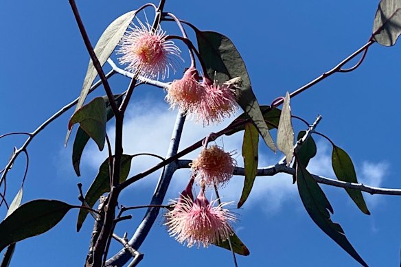 For self-proclaimed ‘gum nuts’ this is eucalyptus heaven