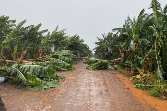 Banana plantations around Innisfail were flattened by winds as the cyclone formed off the coast of Cairns.
