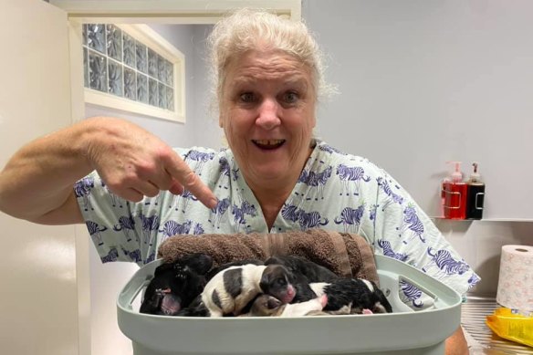 Vets 2U’s Dr Karon Easterley delivered this litter of eight puppies several months before the incident in October. 