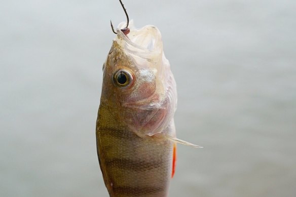 James Nguyen’s Sentient, 2018, with Abigail Moncrieff (MAMA). His work will show at ACCA in 2023.

