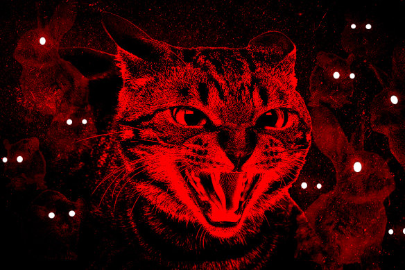 Killing cats clearance