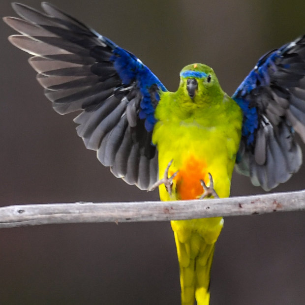 Orange bellied parrots Australia s endangered bird and how to save it