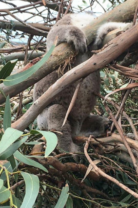 A koala pictured at the plantation.