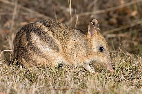An eastern barred bandicoot on Phillip Island.