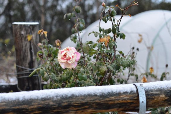 Snow in Queensland’s Granite Belt in June 2019.